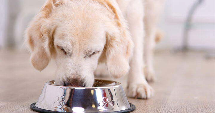 Top 10 Best Dry Dog Food Brands Reviews