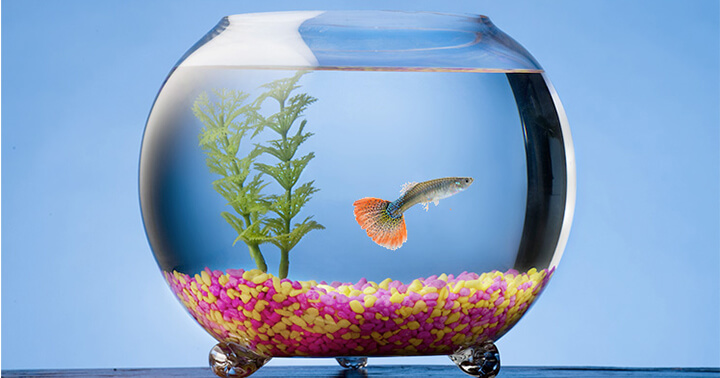 Top 10 Best Glass Fish Bowl Reviews